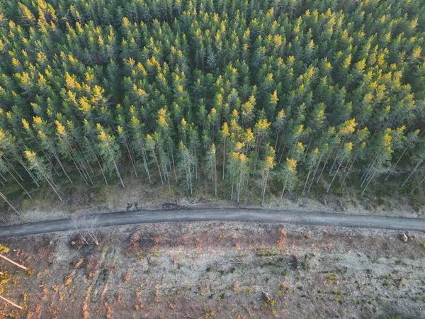 Natuur Van Estland Bosweg Door Een Dennenbos Kaberneeme Luchtfoto Van — Stockfoto