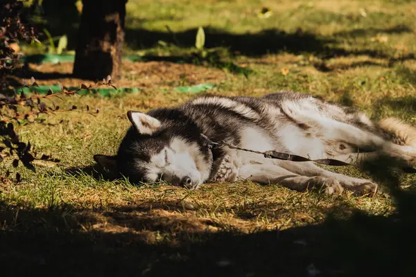 Vuxen Huskyhund Sover Gräset Solig Sommardag — Stockfoto