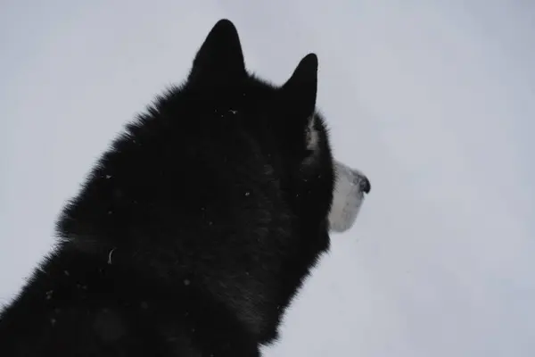 Chefen För Huskyhund Naturen Vintern Närbild Foto — Stockfoto
