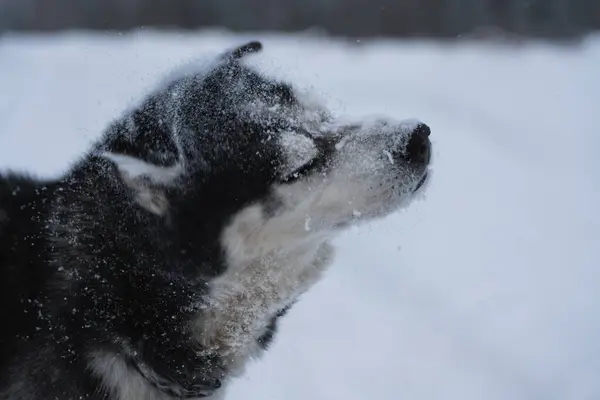 Hunden Skakar Sig Snön Närbild — Stockfoto