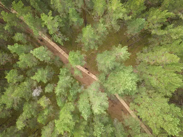 허스키 소나무 숲에서 도로를 항공기에서 위에서 — 스톡 사진