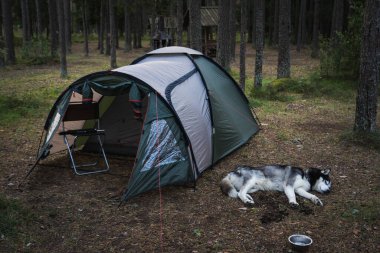 Camping, husky dog ??sleeps near a tent in the forest in summer.  clipart