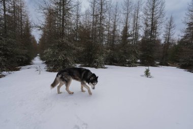 İri köpek mi? # Kışın ormanda açık havada #. 