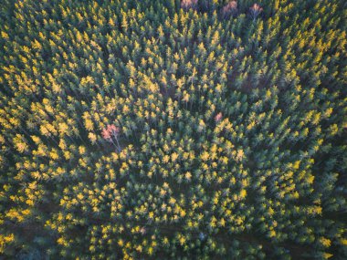 Photo background texture, pine forest in Estonia, Kaberneeme , aerial view drone point of view.  clipart