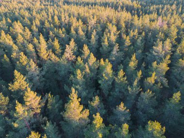 Photo background texture, pine forest, air photo from a drone.  clipart