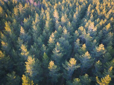 Photo background texture, pine forest, photo from a drone.  clipart