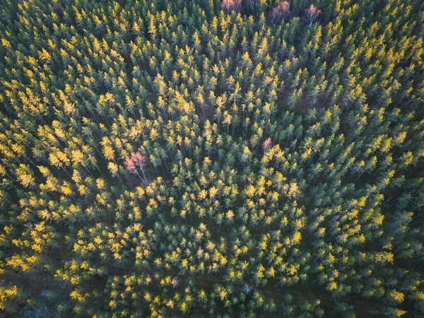 Foto Achtergrond Textuur Dennenbos Estland Kaberneeme Luchtfoto Drone Standpunt — Stockfoto