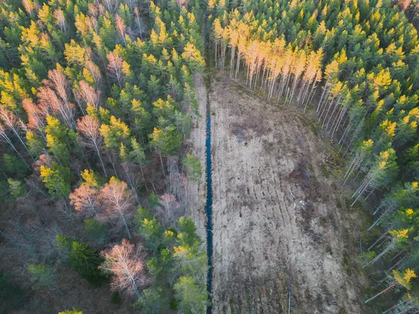 건조한 숲에서 에스토니아의 드론에서 — 스톡 사진