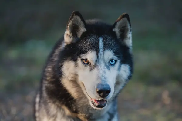 Vacker Sibirisk Huskyhund Med Flerfärgade Ögon Skogen Närbild — Stockfoto