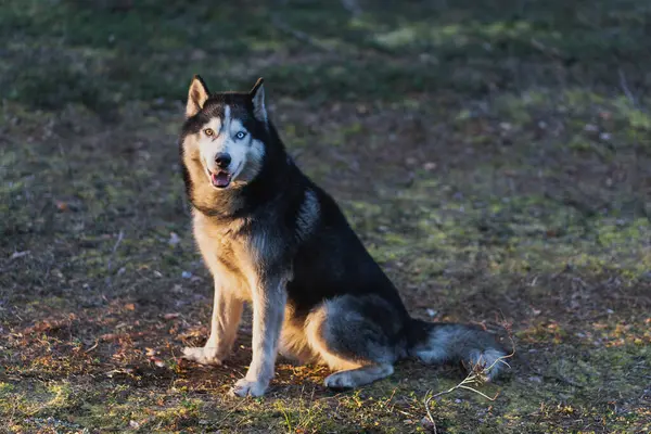 Sibirisk Huskyhund Med Flerfärgade Ögon Skogen Närbild — Stockfoto