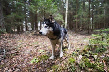 İri köpek mi? # Bahar ormanında başıboş dolaşıyorum #. 