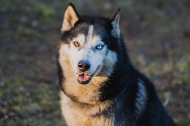 Güzel, yetişkin bir köpek mi? # Çok renkli gözleri olan, doğada yakın çekim fotoğrafı olan #. 