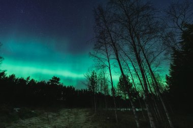 Gece ormanlarında kuzey ışıkları, Estonya doğası.. 