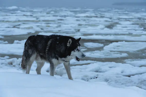 Angry Husky Dog Winter Sea Ice Floes — Stock Photo, Image