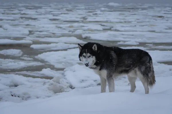Siberian Husky Dog Winter Seashore Floating Ice Floes — Stock Photo, Image