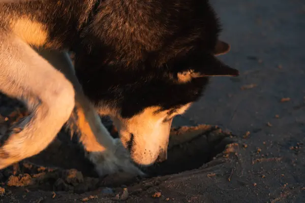 A husky dog ??digs a hole on a sandy beach, close-up photo.