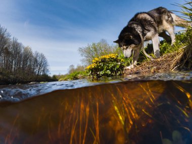 Sibirya Husky köpeği mi? Bir yaz günü doğada nehrin kıyısında. Suyun altından tepeye bak. 