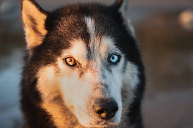 İri bir köpeğin portresi mi? # Renkli gözlerle #. 