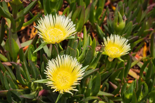 Carpobrotus Edulis, Aizaceae familyasından bir bitki türü olup, sürünen bir gövdesi, etli yaprakları, pembemsi veya sarımsı çiçekleri vardır..