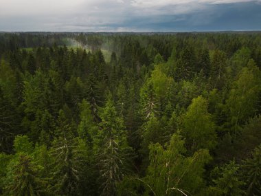 Kozalaklı orman üstüne yağmur, bulutlu gökyüzü.. 