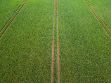 İki metrelik traktör rayları olan yeşil bir arazi, yaz günü bir dronun fotoğraf görüntüsü.. 