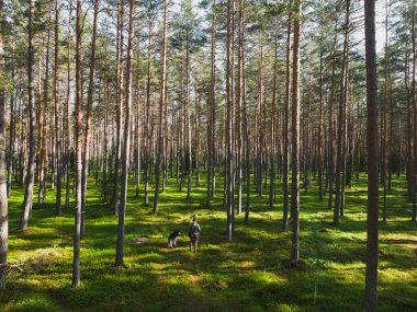 A man with a husky dog ??on a leash walks in a pine forest on a summer day, photo view from a drone.  clipart