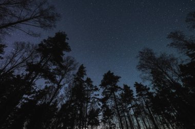 Bahar ormanındaki ağaçlar yıldızlı gökyüzünün arka planına karşı, gece sahnesi. 