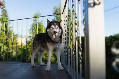 İri bir köpek mi? Özel bir evin verandasında çok renkli gözleri vardı.. 
