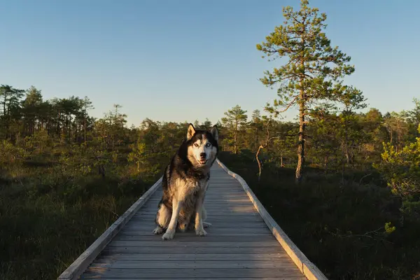 İri bir köpek mi? # Virü bataklığının ahşap bir patikasında oturuyor # # Bir yaz günü #. 