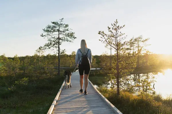 stock image A girl and a husky dog ??walk in the Viru swamp on a summer day, photo view from the back. 