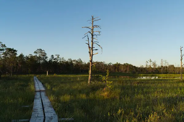 stock image Hiking trail in the Viru swamp on a summer day. 