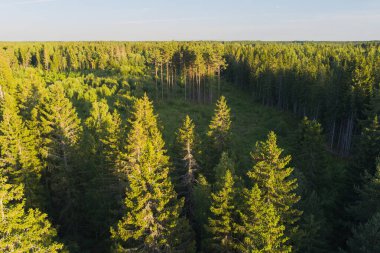 Bir yaz gününde kozalaklı orman, insansız hava aracının fotoğraf görüntüsü. Estonya doğası. 