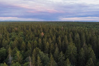 Yazın gün batımında Viimsi yarımadasındaki kozalaklı orman, insansız hava aracının manzarası.. 