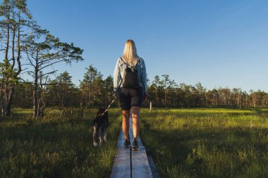 A blonde girl walks with a husky dog ??in nature on the Viru swamp on a summer evening.  clipart