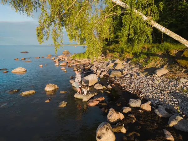 Stock image A man with a husky dog ??on the shore of the Baltic Sea on a summer day, photo view from a drone. 