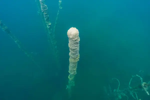 stock image Underwater photo at the Rummu quarry, a old tree trunk under water. 