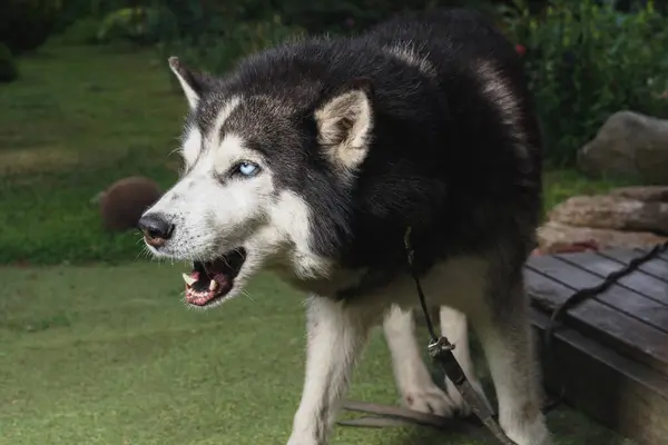 Kızgın Sibirya Husky köpeği mi? # Tasmalı açık havada #. 