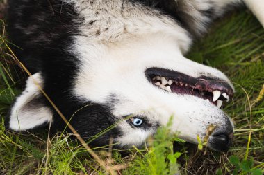 İri bir köpek mi? Çimenlerin üzerinde mavi gözleri, yakın plan fotoğrafı var.. 