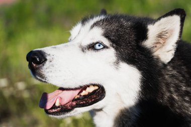Sibirya köpeğinin ağızlığı mı? # Renkli gözlerle # Yan görünüm. 