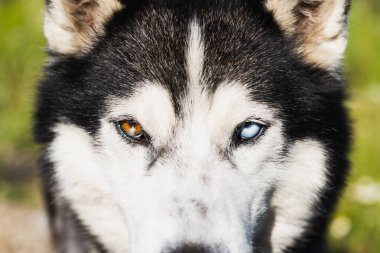 Yetişkin bir Sibirya köpeğinin ağızlığı mı? # Renkli gözlerle #. 