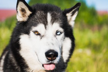 Yetişkin, iri bir köpeğin ağızlığı mı? # Çok renkli gözleri olan # # Yakından bakınca #. 