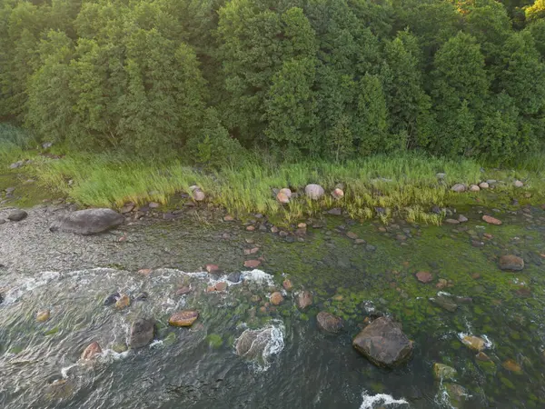 stock image Wooded shore of the Baltic Sea on a summer morning, photo view from a drone, Estonian nature. 