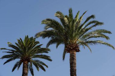 Mavi gökyüzüne karşı iki palmiye ağacı, fotokopi alanı ile fotoğraf.