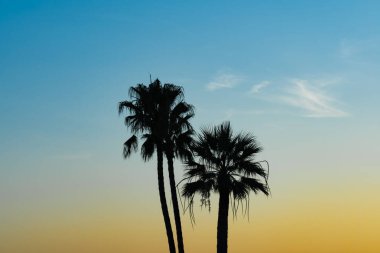 Tropikal palmiye ağaçlarının siluetleri gün batımında gökyüzüne karşı. 