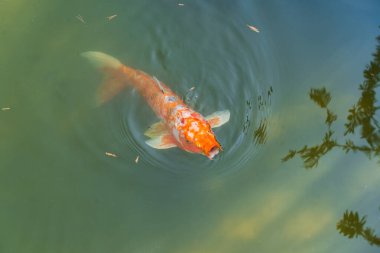 Göletteki sazan balığı yüzeye çıktı.. 