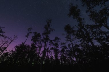 Nature of Estonia, night scene in the forest, silhouettes of trees against the backdrop of the northern lights and starry sky. clipart