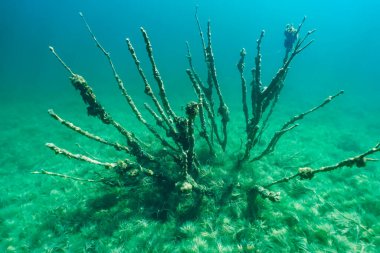 Rummu taş ocağının dibindeki ölü bir ağacın sualtı fotoğrafı..