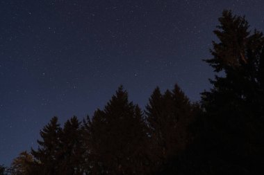 Gece ormanındaki ladin ağaçlarının siluetleri yıldızlı gökyüzünün arka planına karşı Eylül 'de Estonya doğası.
