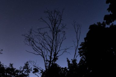 Gece ormanlarındaki ağaçların siluetleri yıldızlı gökyüzünün arka planına karşı, Estonya doğası. 