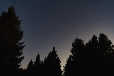 Ladin ağaçlarının siluetleri yıldızlı gökyüzünün arka planına karşı Eylül 'de Estonya doğası, gece fotoğrafları..